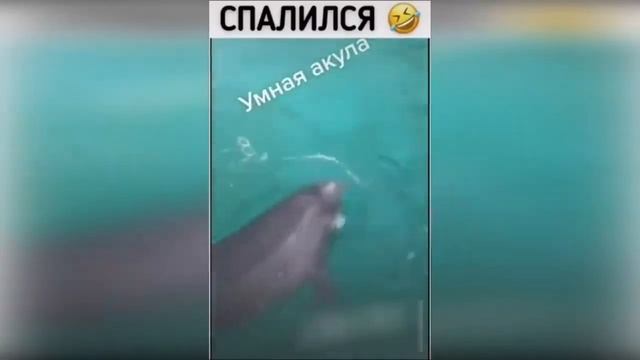 Подборка приколов