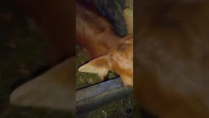 Как приучить теленка пить из ведра??с первых дней- без соски.Мой бычок