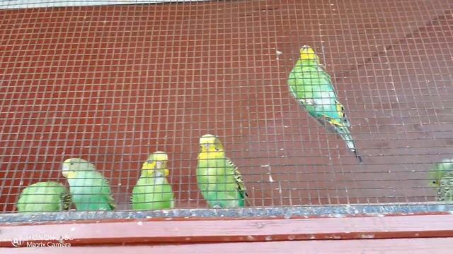 Природный орнитологический парк. Волнистый попугайчик смотреть онлайн