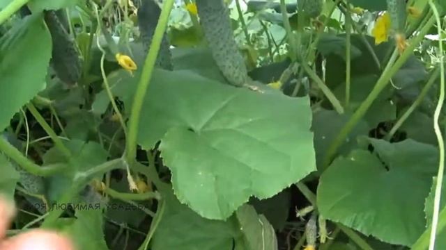 Какие огурцы лучше подойдут для выращивания в открытом грунте смотреть онлайн