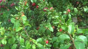 СЛИВА КУБАНСКАЯ КОМЕТА