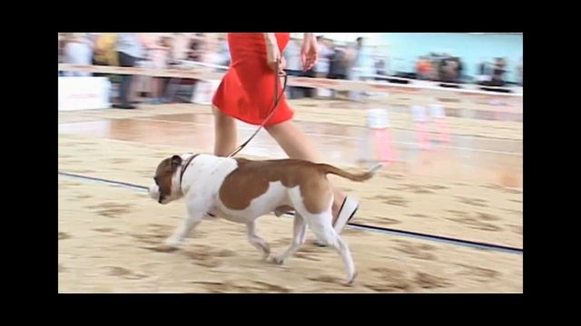 Национальная выставка стаффордширских бультерьеров 8.06.13, г Новосибирск смотреть онлайн