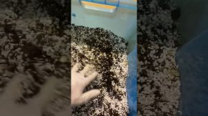 Субстрат для хойи своими руками. Какие компоненты использовать, в какой пропорции?