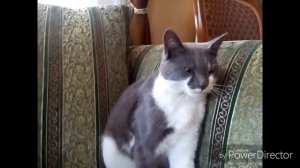 Глазами Животных серия #4 Уход за котом