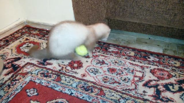 Харек с мячом по имени Пушок смотреть онлайн