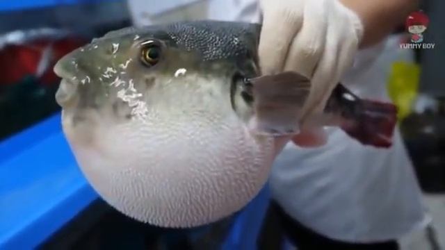 Puffer fish eating carrot смотреть онлайн