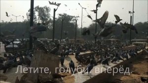 Летите голуби, летите