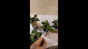 Сравнение сортов  батата сливочного шаньдунского и маньчжурского улучшенного рассады и клубней.