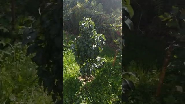 Колоновидная яблоня Останкино смотреть онлайн