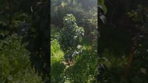 Колоновидная яблоня Останкино