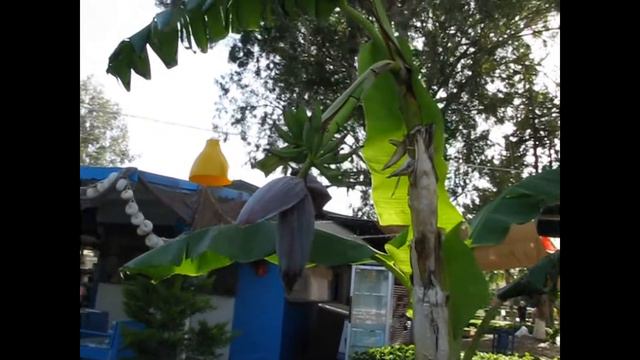 Як цвіте банан в Туреччині. How to bloom a banana in Turkey