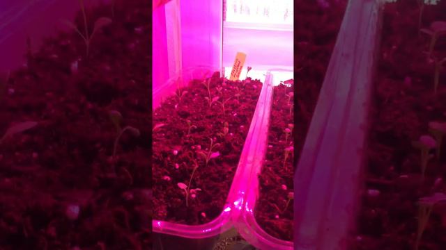 Что происходит с моими растениями 21.02.2022 г смотреть онлайн