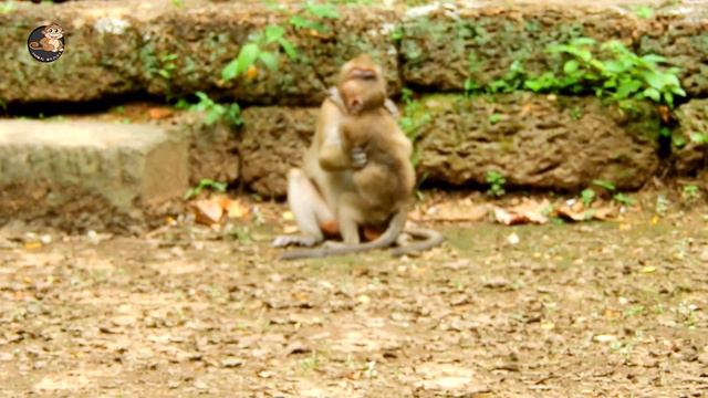 MG,Polino Is Too Youngest One,Why Old Monkey Donny Do Hard On Little Like This?