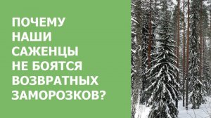Почему наши саженцы не боятся возвратных заморозков?