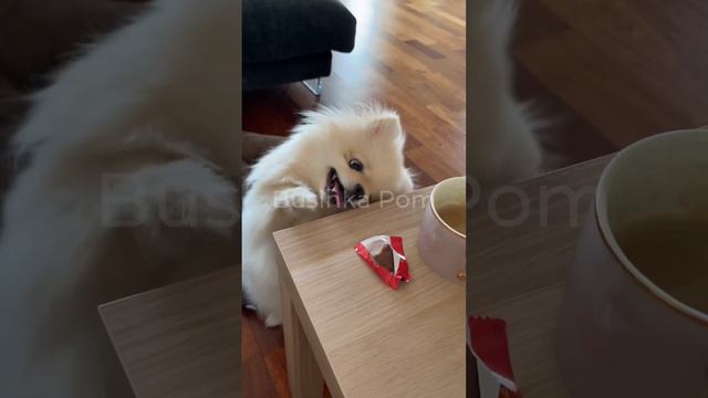 My #pomeranian is always trying to steal food ✨ моя #собака #шпиц все время пытается украсть еду