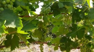 Шале и розы в горах Италии.  (часть вторая) Виноград, овощи  ,ягоды, инжир.