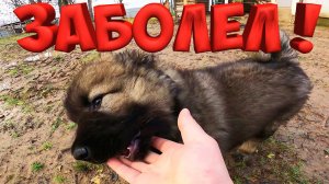 ВОЛКОДАВ ЗАБОЛЕЛ ! СДЕЛАЛ УКОЛ !  ЭЛЕКТРИКА В ВЕРАНДЕ ! [Жизнь в деревне]