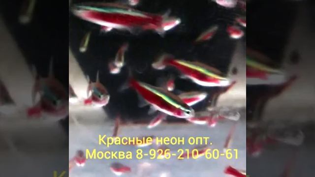 Красный неон опт. смотреть онлайн