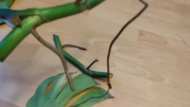 Спасение монстеры (часть 2) смотреть онлайн