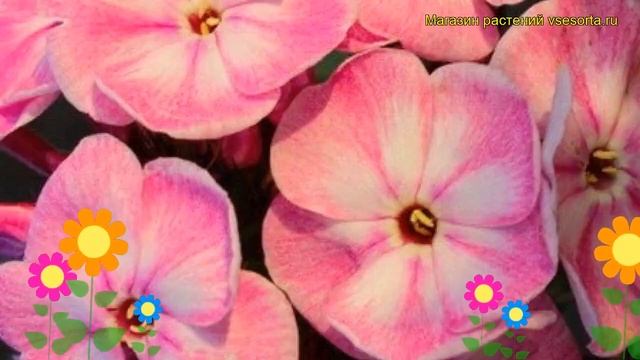 Флокс метельчатый Юник Олд Пинк. Краткий обзор, описание phlox paniculata Younique Old Pink смотреть онлайн