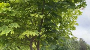 Клен остролистный Друммонди (Drummondii). Обзор