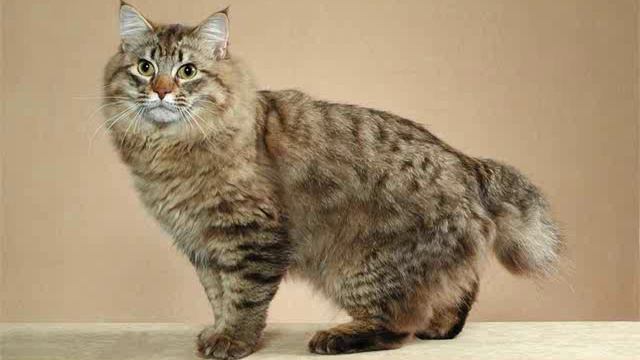 Kuril Islands Bobtail cat смотреть онлайн