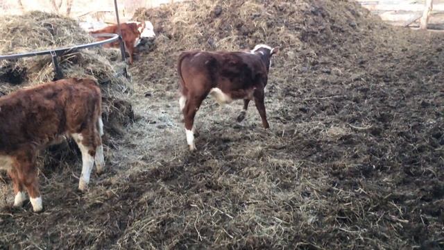 Окончание окота смотреть онлайн