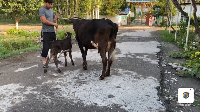 Jaydari Arzon sigrlar sotiladi ☎️99-634-99-95 . Bunaqasi kam