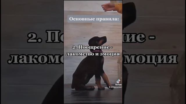 ДРЕССИРОВКА ЩЕНКА 😇😇🐶