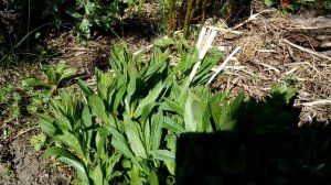 Выращиваю Сморчки на участке второй год