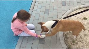 Забавная девочка и бультерьер Vardy.