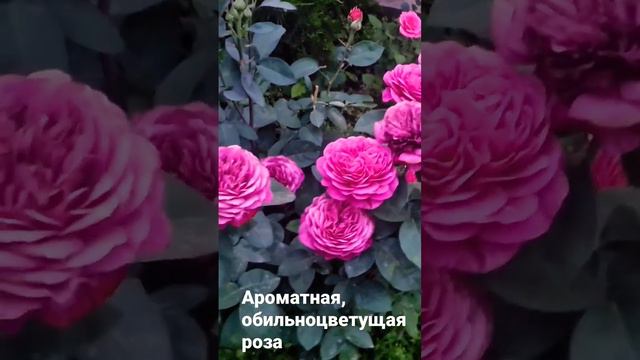 прекрасная роза Хайди Клум, Hidi Clum rose, 2023 #landscape  #rose, #tantauroses