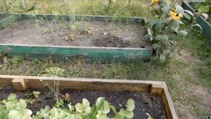 Обзор дачи 25 сентября  2020г.Пересаживаю очиток видный.Мои композиции в горшках. Дайкон.Перец.