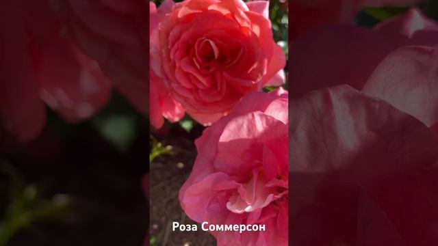 Роза Соммерсон/ rose Sommersonne #розарий #садоводство #цветы #roses #сад #розы