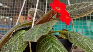 EPISCIA plant care, propagation, poting mix Tips. എപീഷ്യ ചെടിയുടെ പരിപാലനം.