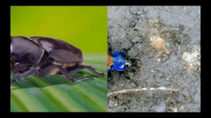 Красивые жуки и музыка Hang Massive