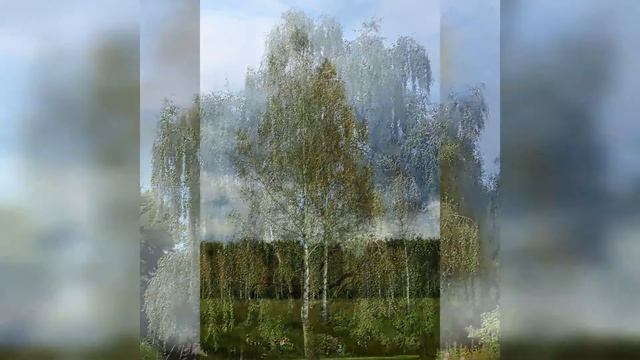 Huş - Betula Pendula смотреть онлайн