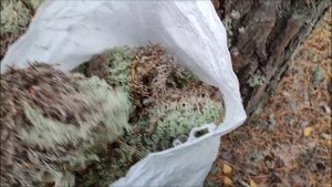 Кормовой ягель, сбор