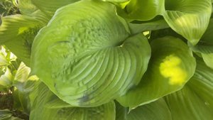 Сад хост в Бийске. Хоста Сам энд сабстенс