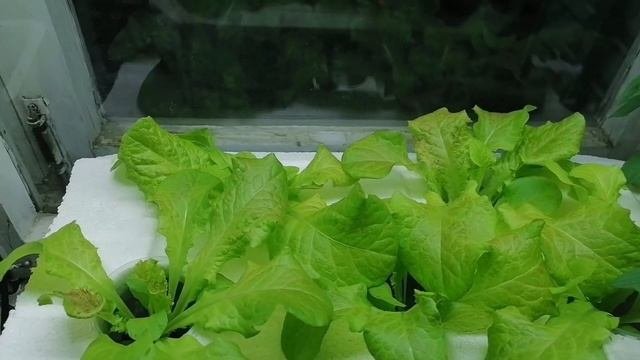Выращивание на подоконнике: январь месяц. Ошибки на  гидропонике