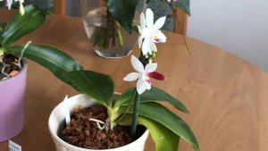 Цветущие ОРХИДЕИ тетраспис C1 / speciosa / fimbriata / red x self Апрель 2019