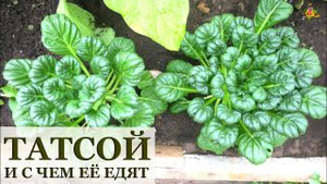 ТАТСОЙ / Капуста или репа? / Простой рецепт приготовления