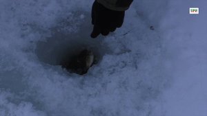 Ловля живца зимой. Щука на жерлицу