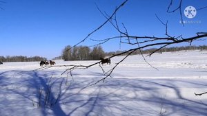Спасение лошадей на тебенёвке