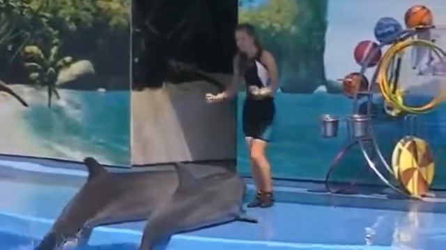 Представление в Голубицком дельфинарии