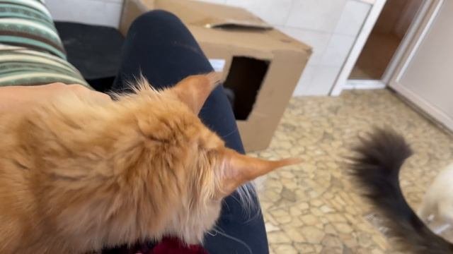 МЕЙН-КУНЫ ПОМОГАЮТ ГОТОВИТЬСЯ К НОВОМУ ГОДУ