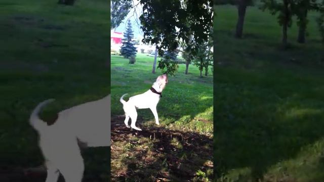 Американский бульдог Уфа смотреть онлайн