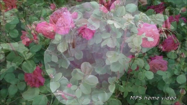 Никитский ботанический сад(3-часть).Ирисы и розы.HD смотреть онлайн