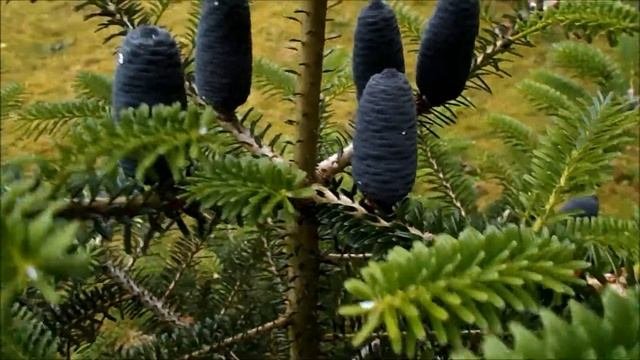 Young Korean Fir With Cones - Abies Koreana - Jodła Koreańska - 구상나무