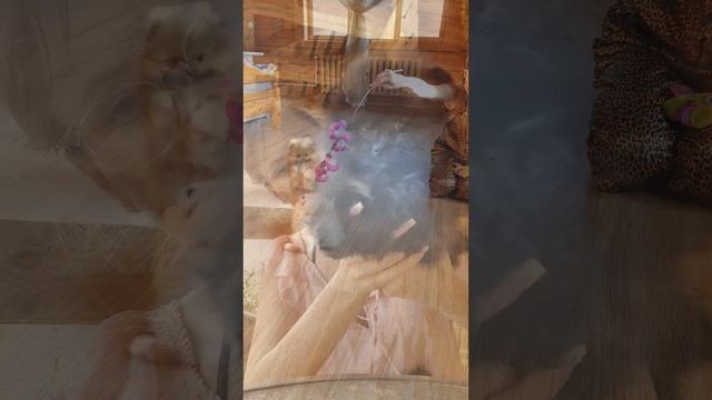 шпиц мишка. померанский шпиц. купить шпица fluffynikstar